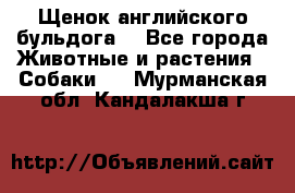 Щенок английского бульдога  - Все города Животные и растения » Собаки   . Мурманская обл.,Кандалакша г.